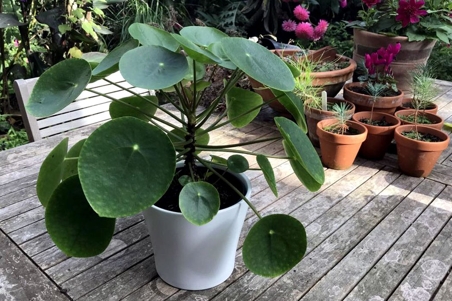 Pilea Peperomioides | Chinese money plant | Indoor plant - NatureBring