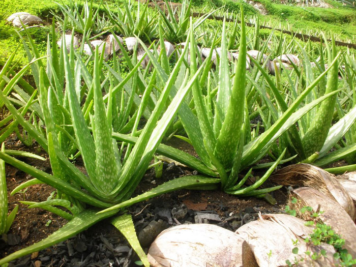 How to grow Aloe Vera | Growing Aloe Vera plant in pots | Aloe Vera plants