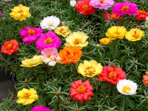 How to Grow Portulaca grandiflora | Moss rose plants propagation and care