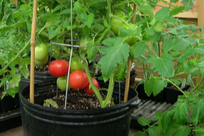 How to grow Vegetables in pot | Best Vegetable for container gardening
