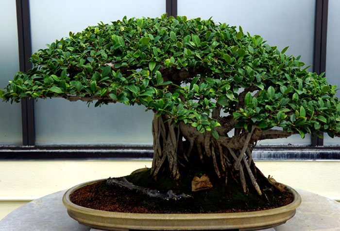 Growing and caring Bonsai | Bonsai plant | Indoor Bonsai plant care