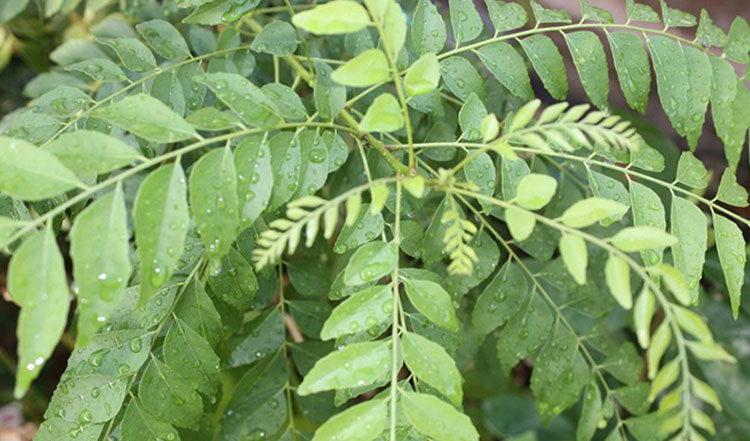 Amazing health benefits for curry leaves | Nature Bring