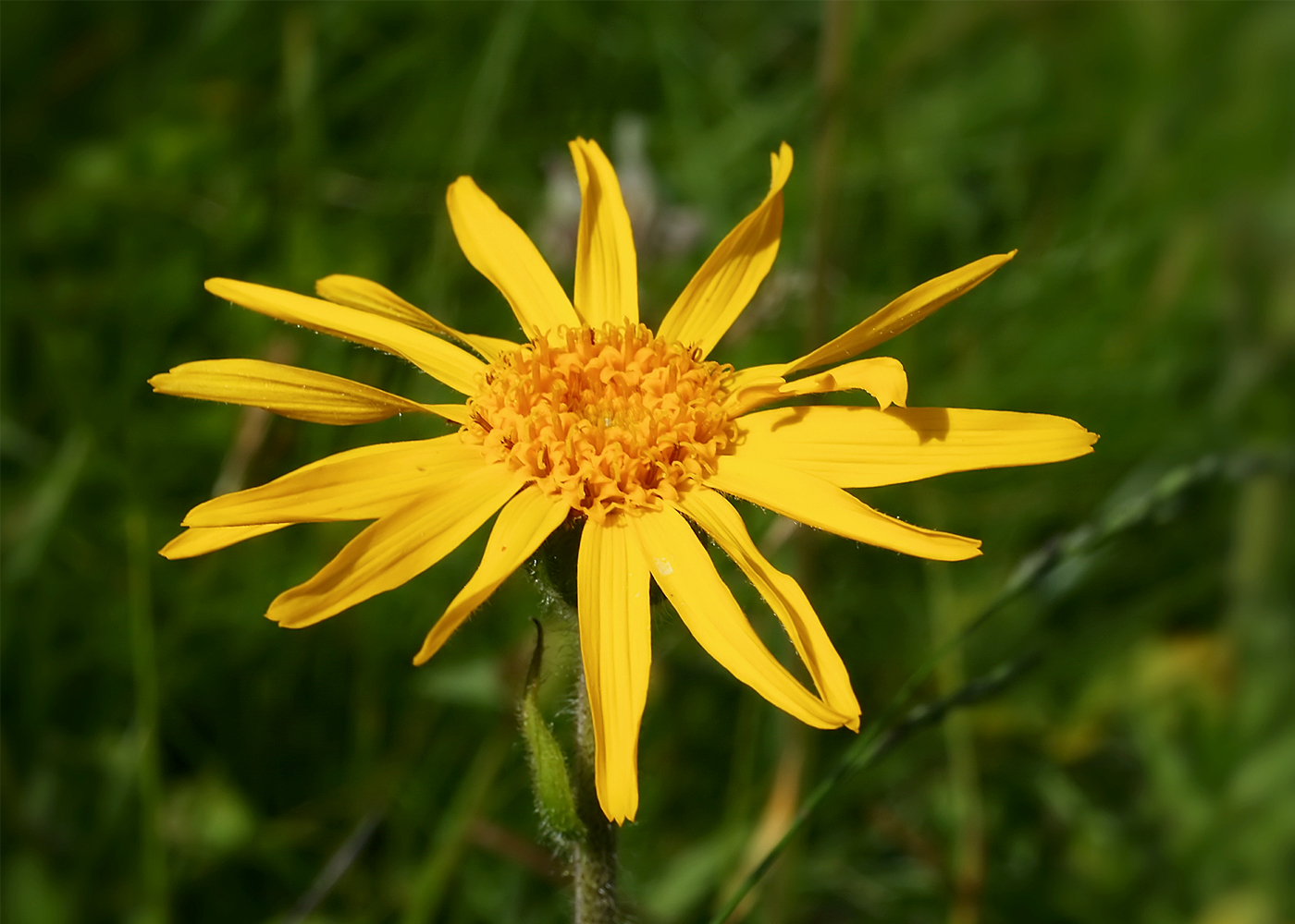 Arnica Montana Herb Plant | Nature Bring