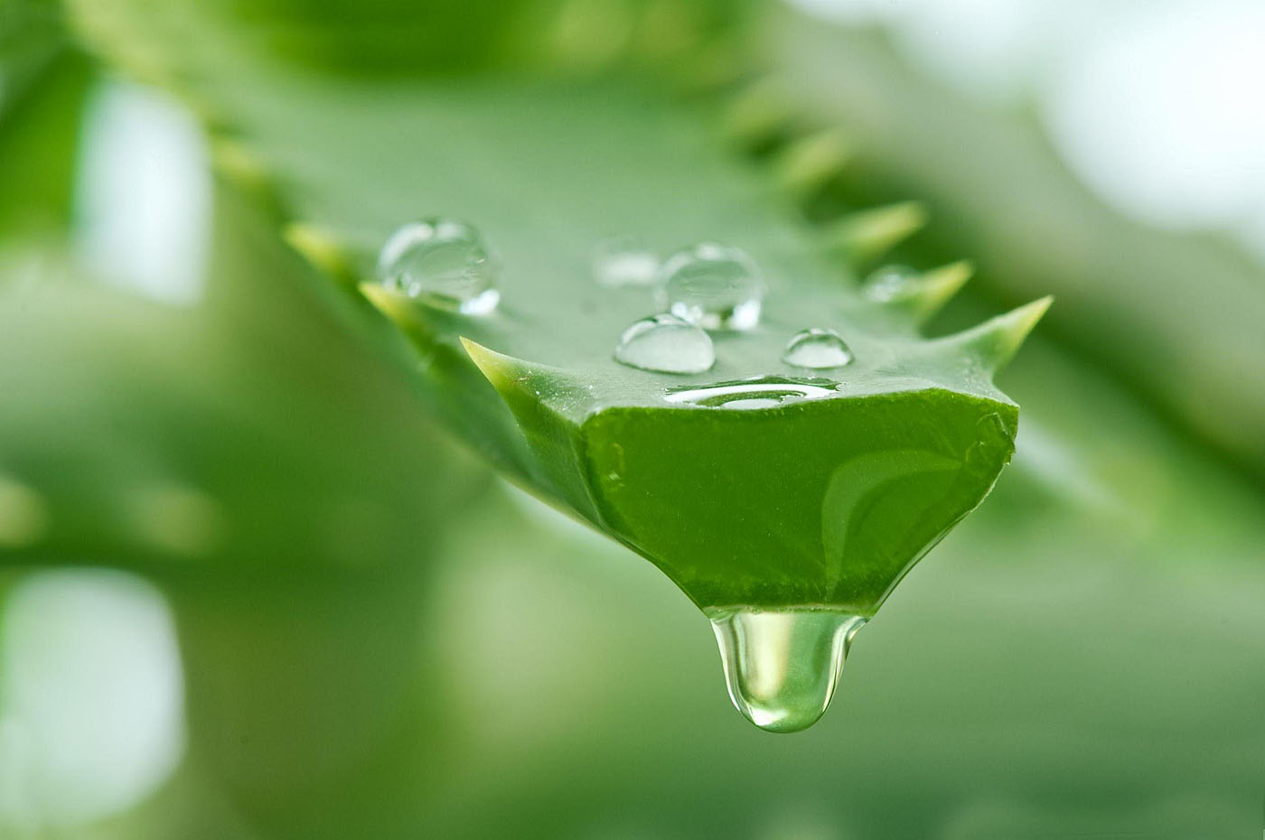 Amazing Benefits of Aloe Vera: Nature Bring