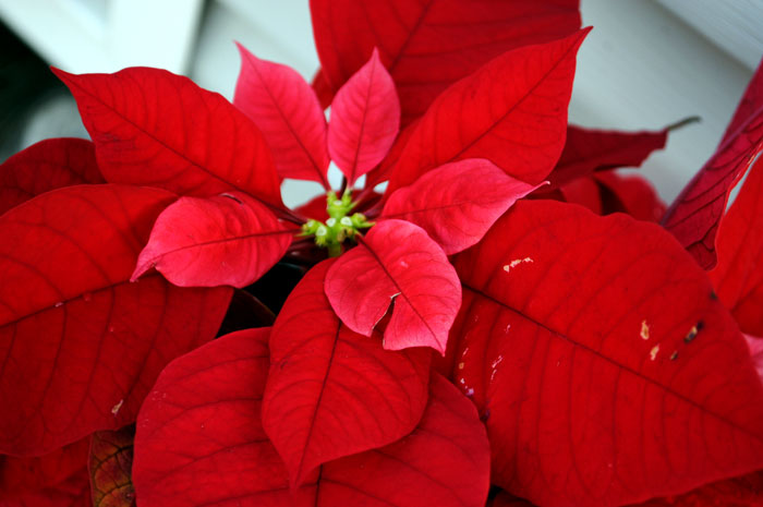 How to grow Poinsettia plant | poinsettia care | Growing Poinsettia