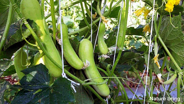 Growing Cucumber | How to grow cucumbers in a pot
