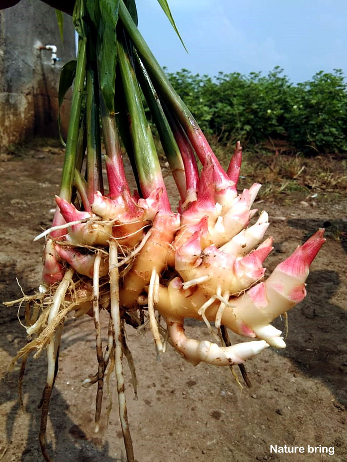 How to grow Ginger in a pot | Growing ginger root | Harvest Ginger root