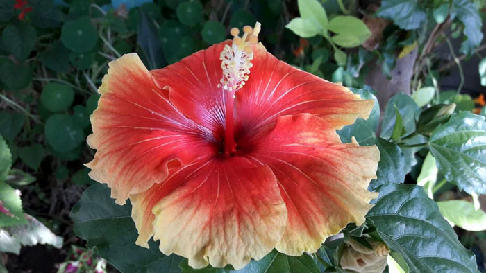 Growing Hibiscus flower | How to Grow Tropical Hibiscus plant