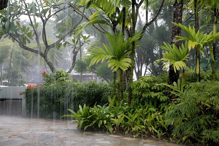 During the monsoon maintain your home garden | Monsoon care