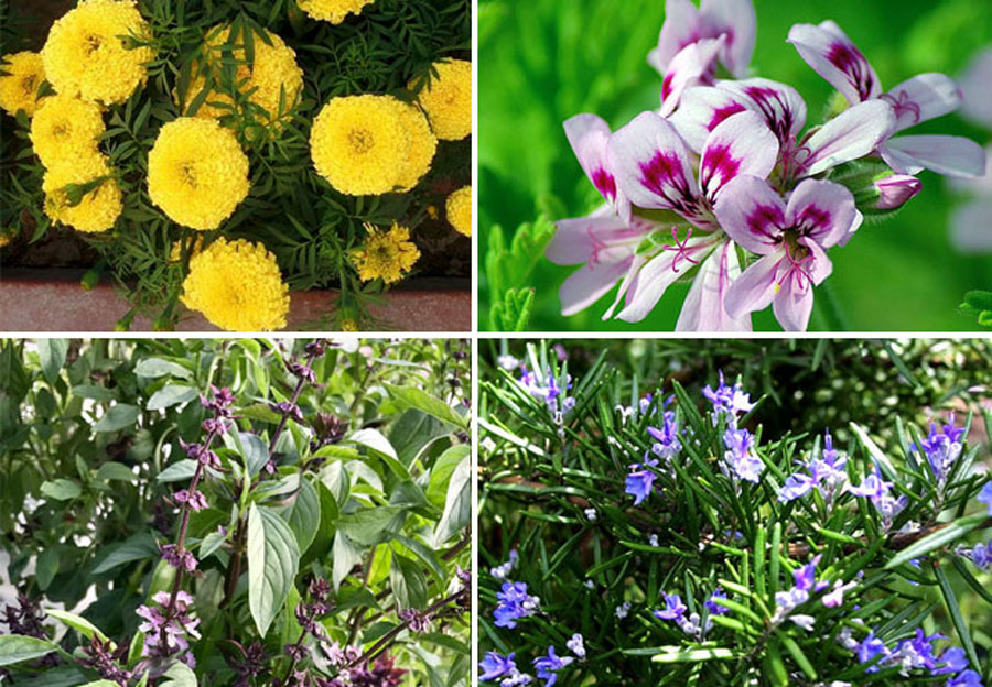8 best mosquito repellent plants | Repel mosquitoes naturally