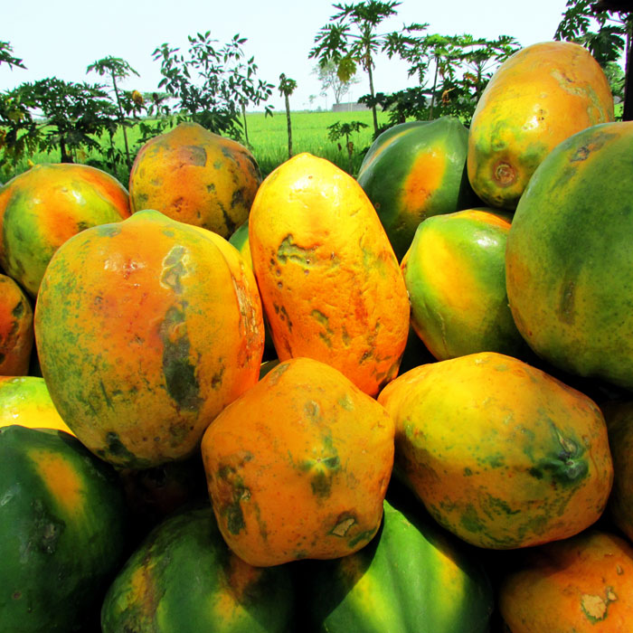 Papaya fruit benefits | Health Benefits of Papaya and its nutrients