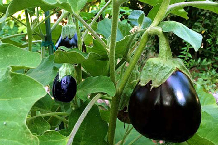 Growing Eggplant | How to grow Eggplant in a pot | Aubergine | Brinjal
