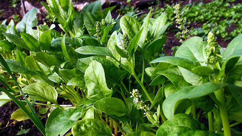 7 easy spring vegetables you can start now