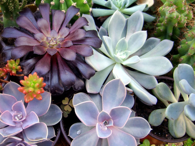 Growing Succulent indoor | How to grow Succulent in a container ...