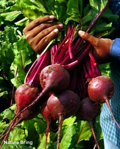 How to grow Beets | Growing Beets in pots | Beetroot vegetable