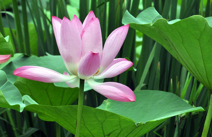 How to grow Lotus plant in a container | Growing and care Lotus