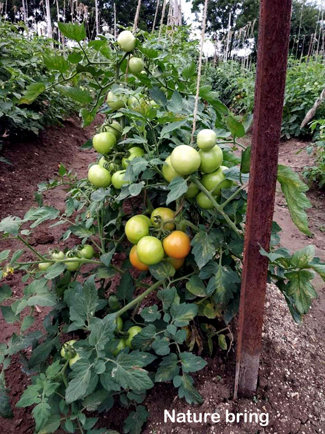 How to Grow Tomatoes | Growing Tomatoes in pots | Tomato plant