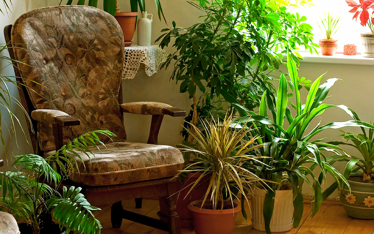 7 indoor plants that greenery around you | Houseplants