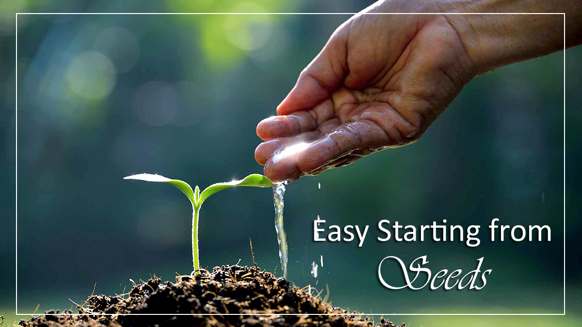 Easy Starting from Seeds | Plants from Seeds
