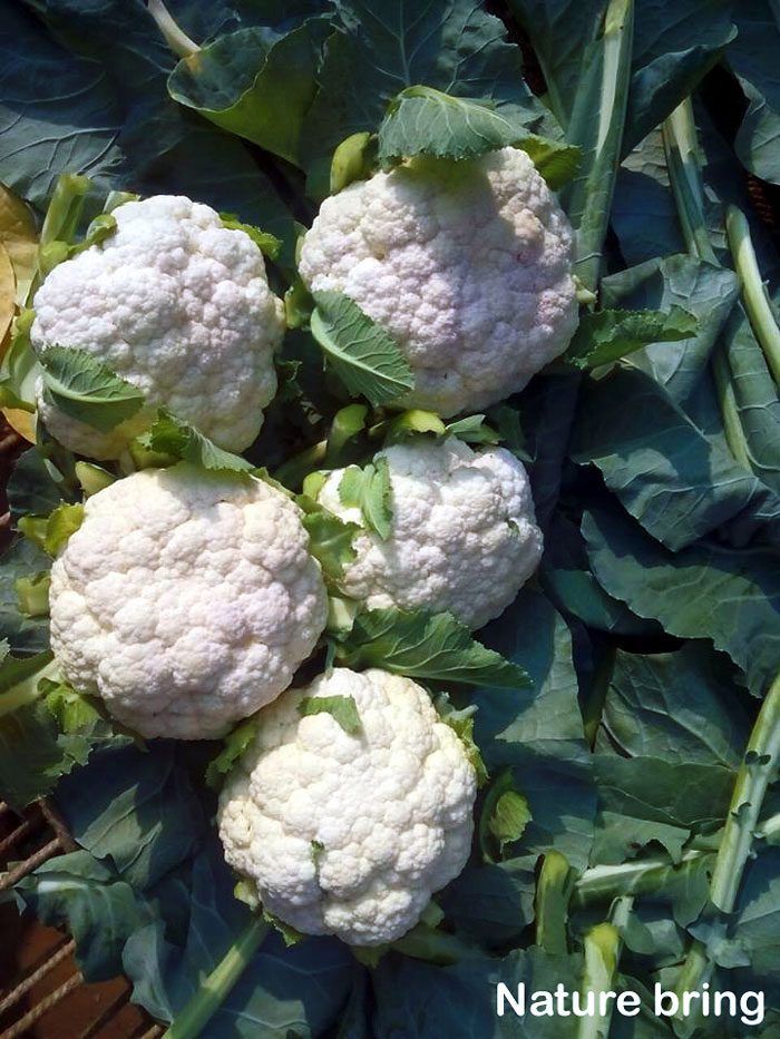 How to grow Cauliflower | Growing cauliflower in containers