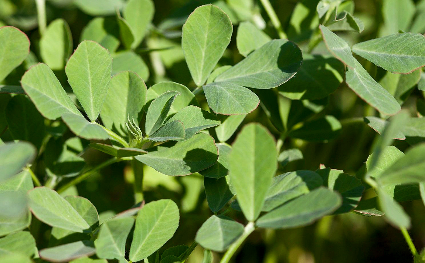 How to grow Fenugreek in the pot | Growing Fenugreek | Methi