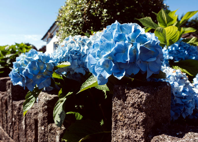 Hydrangeas | How to grow Hydrangea | Hydrangea in pots