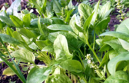 How to grow spinach in pots | how to plant spinach