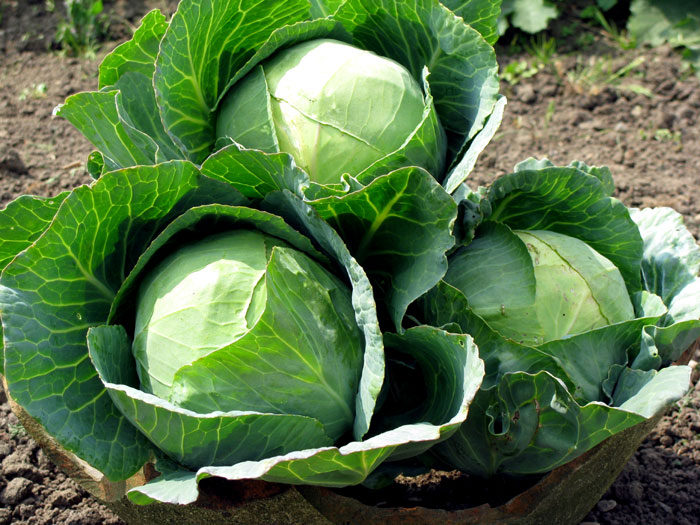 How to Grow Cabbage in containers | Growing  Cabbage