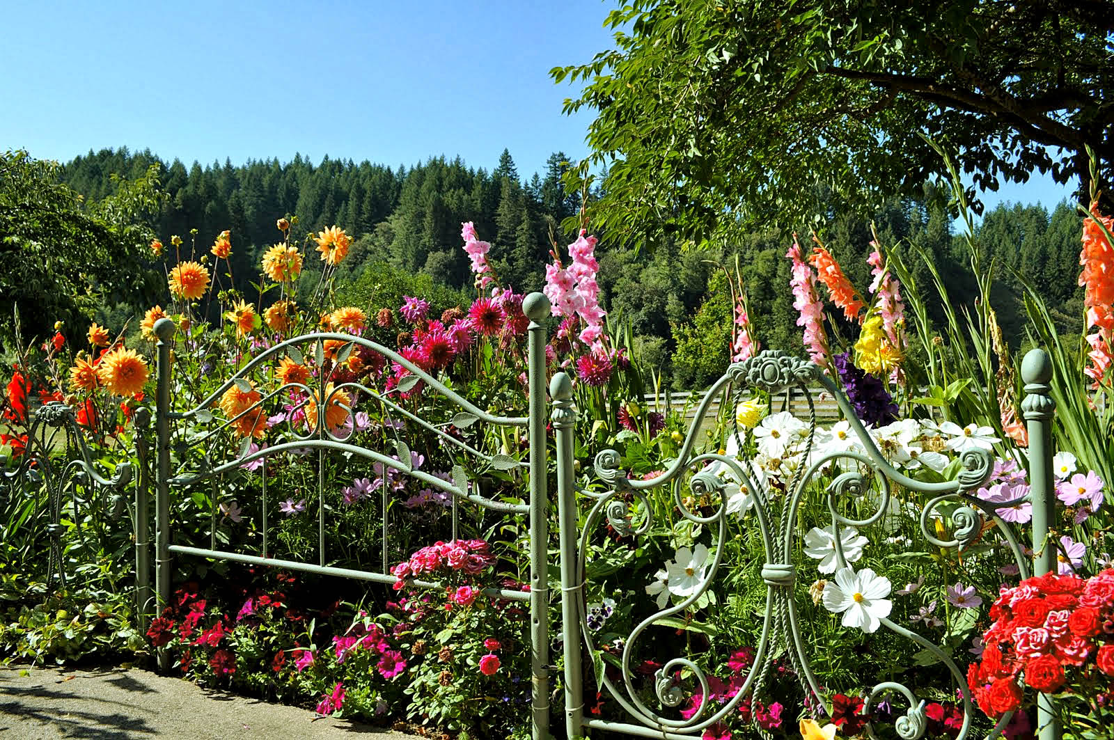 Fencing | Unique garden fence Idea | Some cheap yard fencing