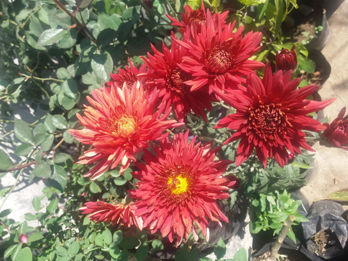 How to grow Chrysanthemums in pots | Growing Chrysanthemums and care