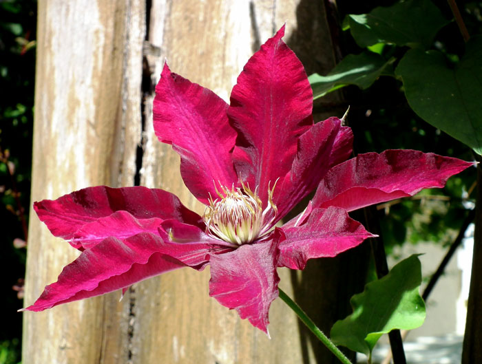 Clematis vine | Growing Clematis plant in a container | perennial flowering vine