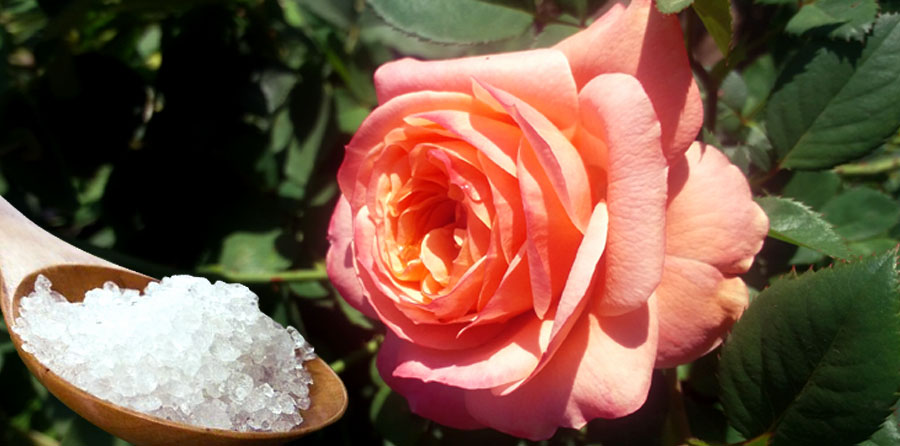 How to use Epsom Salt in the garden | Epsom Salts for plant