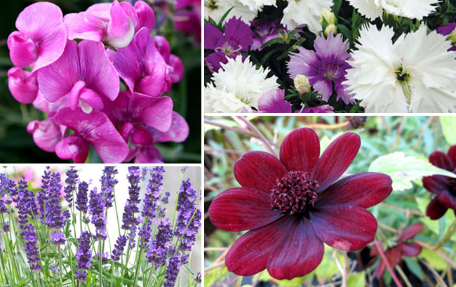 10 Amazing Smell plants for your garden | Fragrant flower plants