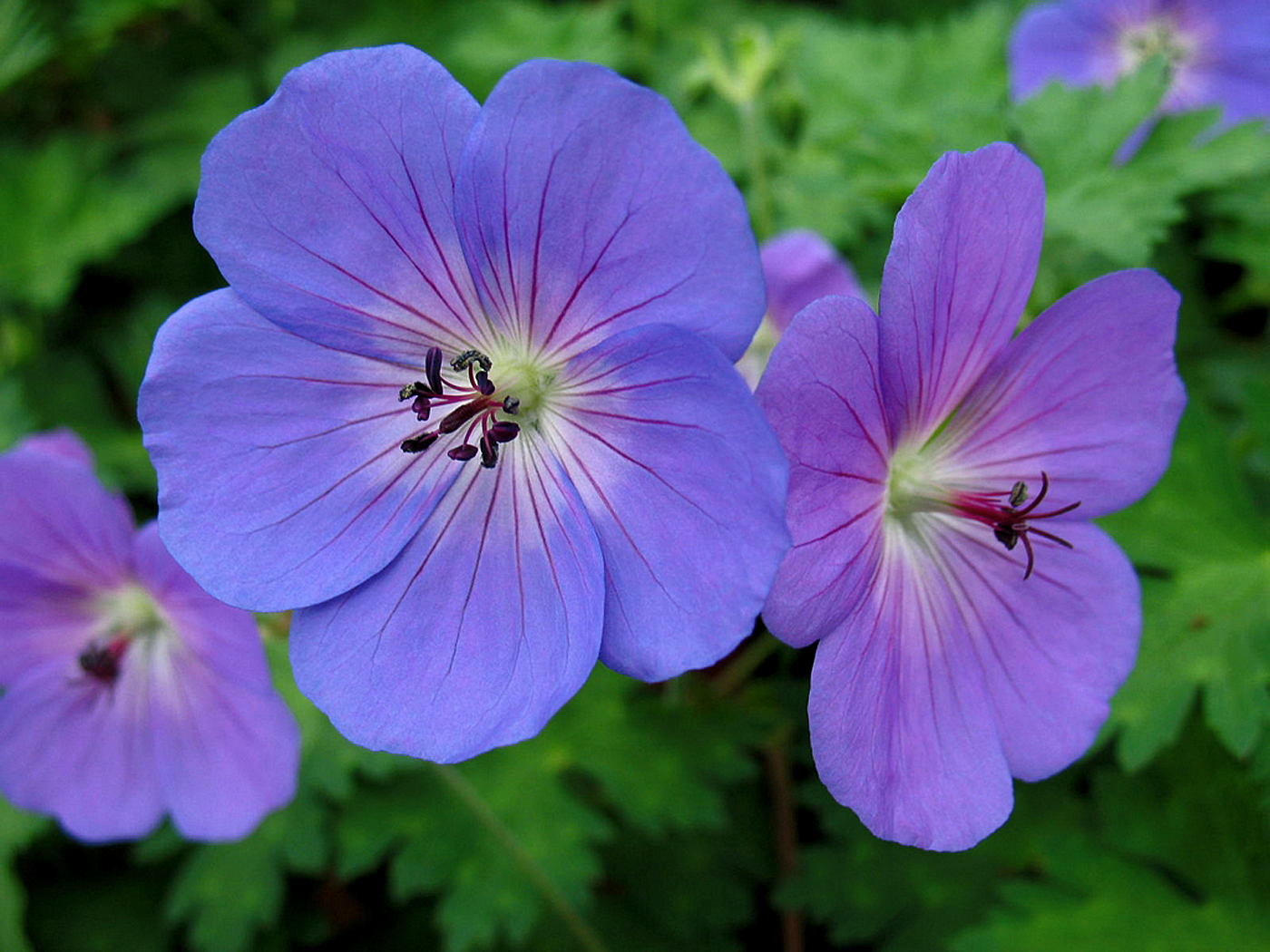 10 Most beautiful perennial flowers | Easy growing tips