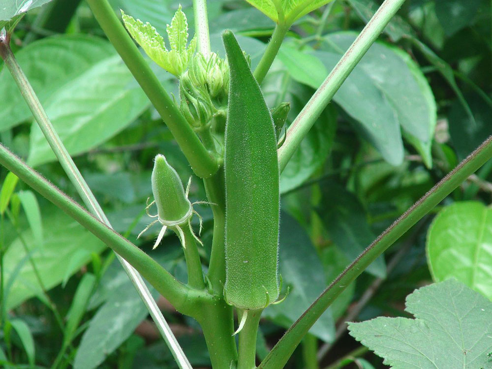 How to grow Okra plant | Growing Okra in a pot | lady finger vegetable planting