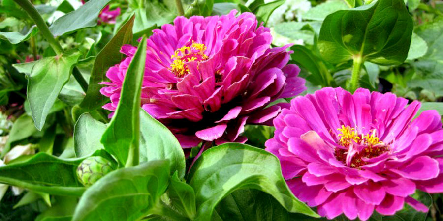 How To Grow Zinnia plant | Growing Zinnia flower | Zinnias