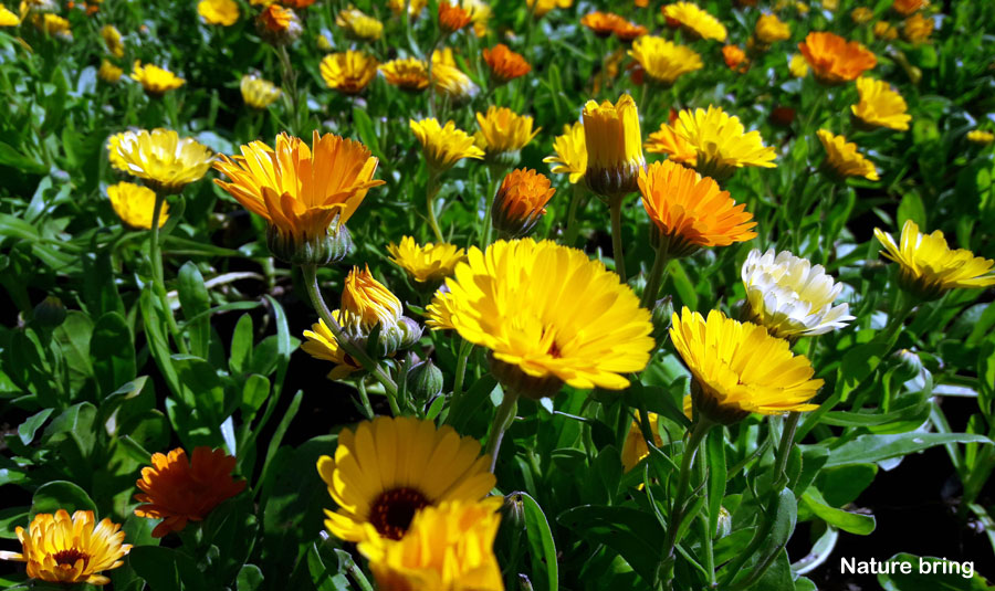 How to grow Calendula | Growing calendula flower | Herbaceous plants