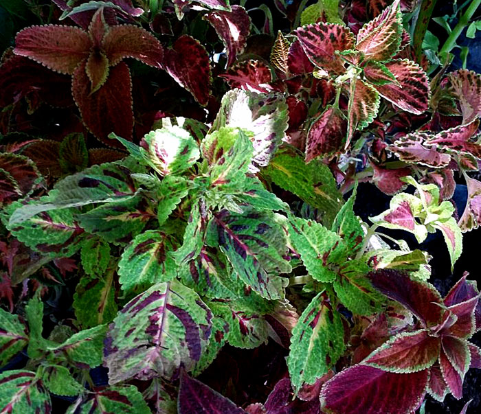 How to Grow Coleus Plants Indoors | Growing coleus plant | Coleus houseplant