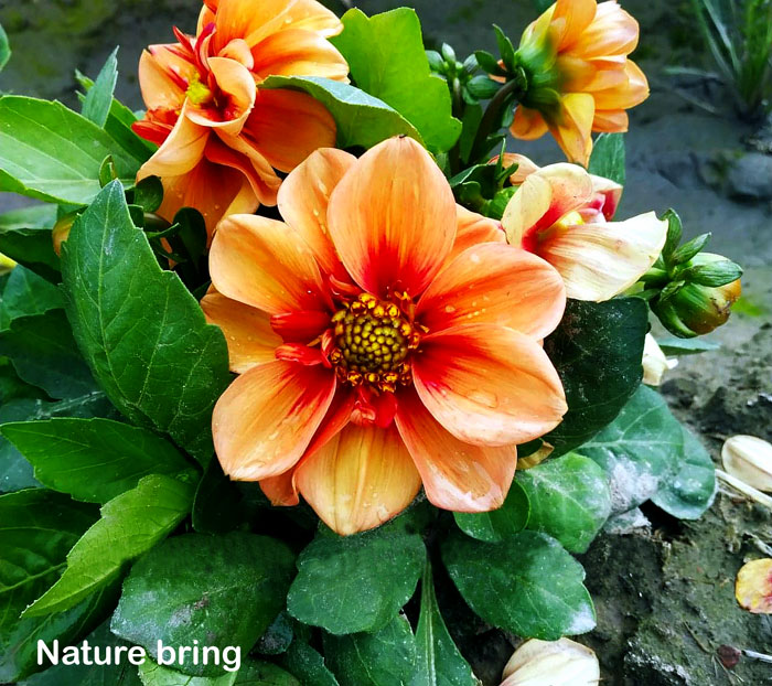 How to grow Dahlia plants | Growing dahlias in pots