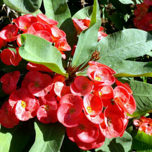 Euphorbia milii | How to grow and care Crown of Thorns | Growing Crown ...
