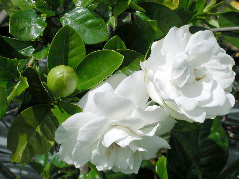Growing Gardenia plant | How to grow Gardenia in a container