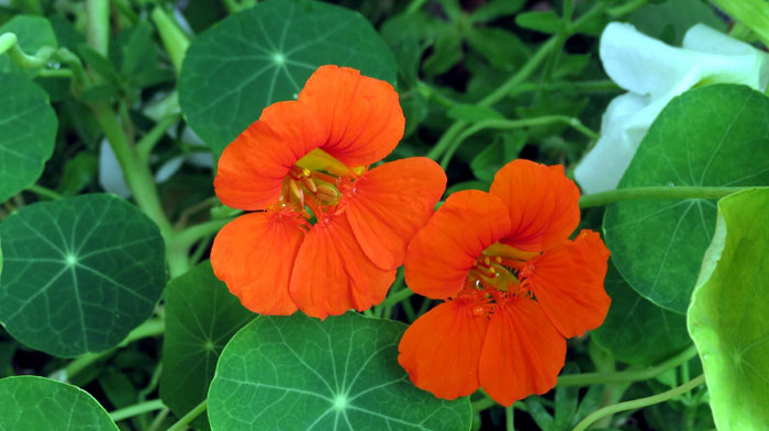 How to grow Edible Nasturtium Plant | Growing Nasturtium plant in containers