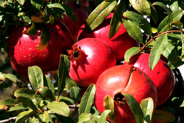 How to Grow Pomegranate in Pot | Growing Pomegranate tree