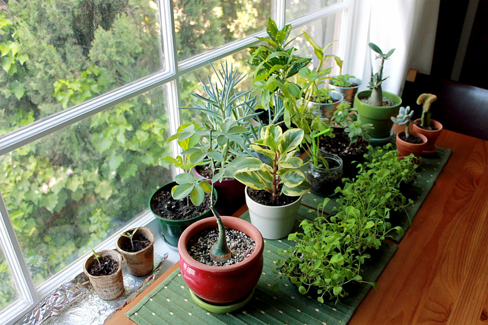 Indoor garden | How to grow beautiful indoor plants at home | indoor plant care