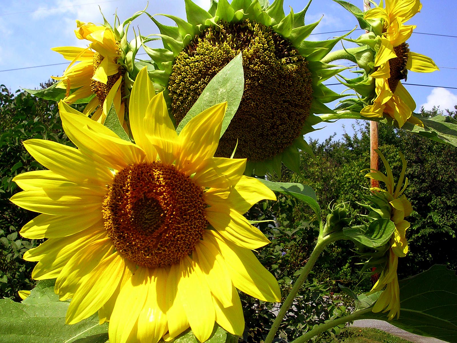 How to grow Sunflowers | Growing Sunflowers from seeds | Sunflower care