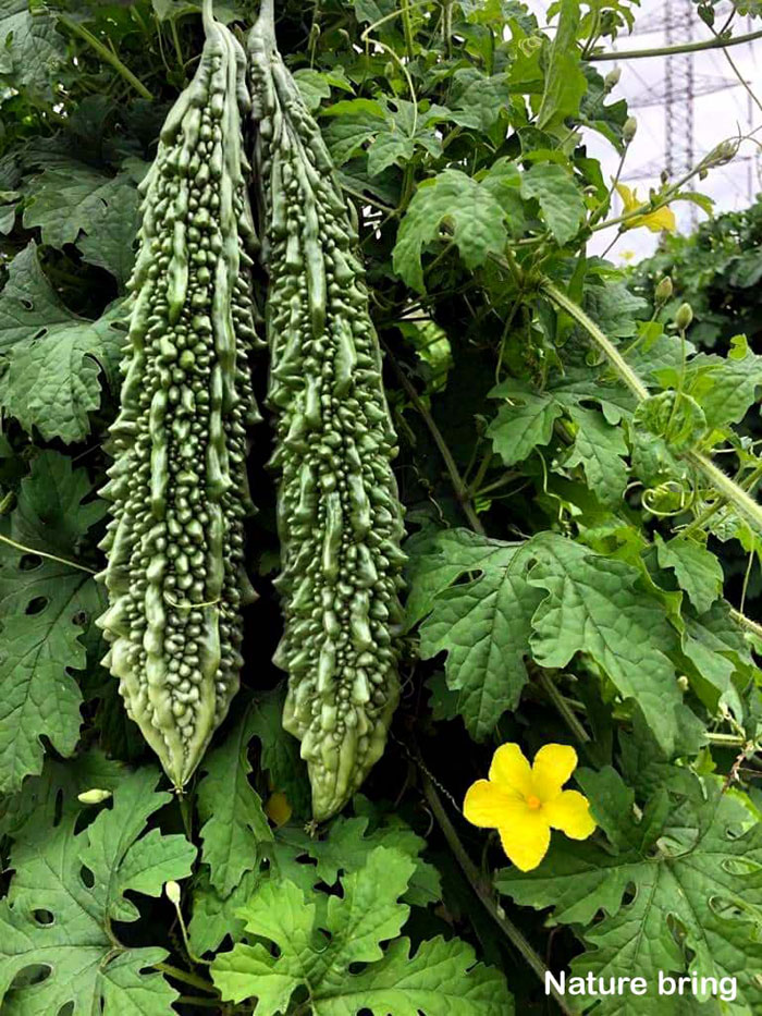 How to grow Bitter Gourd | Growing Bitter Gourd in container | karela