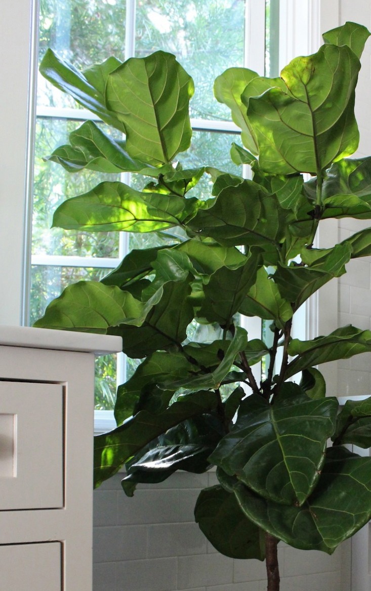 How to grow Fiddle Leaf Fig in a container | Ficus lyrata | Houseplant