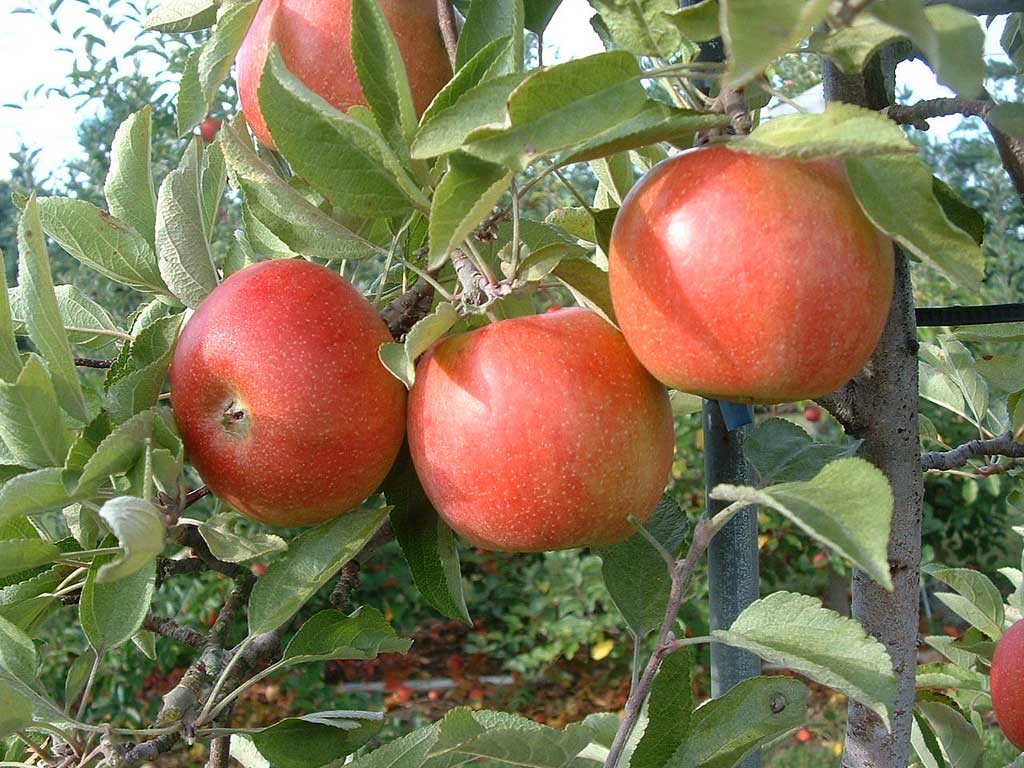 Growing dwarf apple in container | How to grow Apple tree in a container
