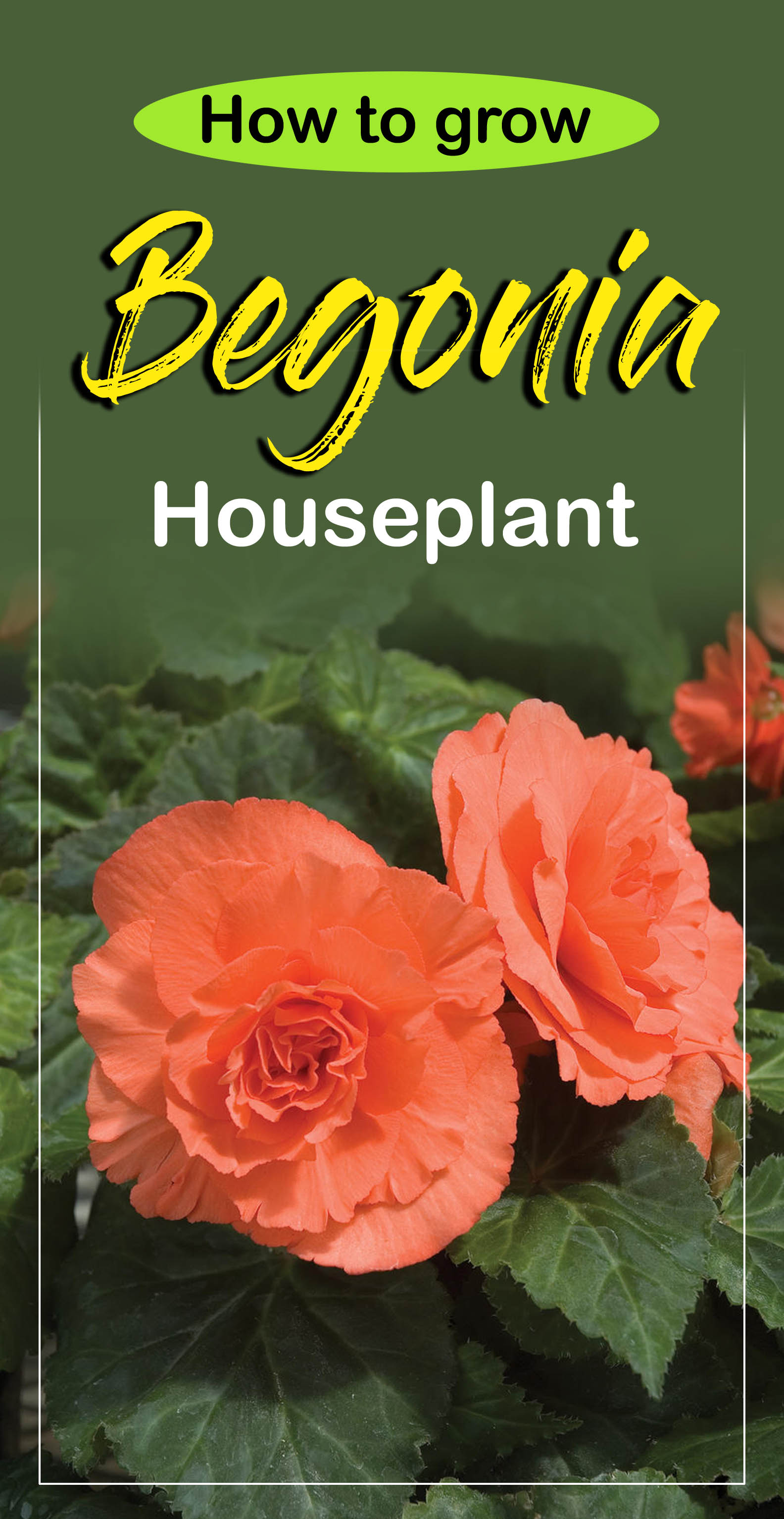 How to grow Begonias | Growing Begonia | Begonia care - Naturebring