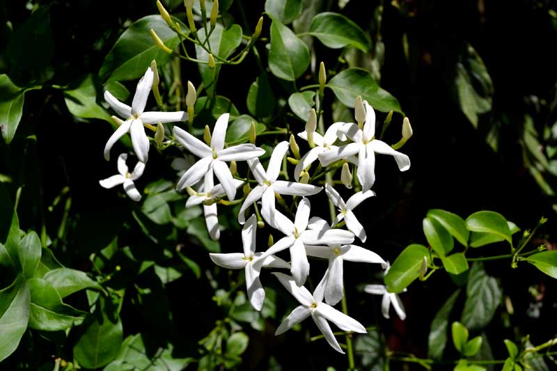 How to grow Jasmine | Jasmine plant care | Growing jasmine indoor